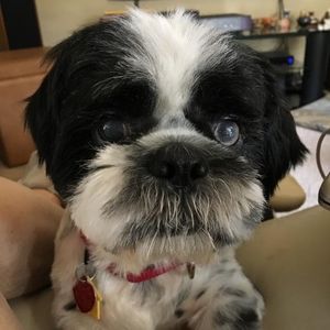 Meet your Posher, Mitzi